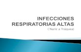 Infecciones respiratorias en vias aereas altas