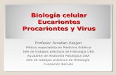 Eucariontes, procariontes y virus (office 03)
