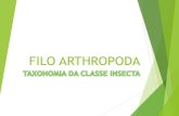 Taxonomia filo arthropoda, classe insecta