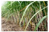 Comportamiento agroindustrial de 7 variedades de caña de azúcar a 900 m.s.n.m, en la provincia de morona santiago, cantón morona, ecuador