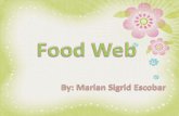 CHMSC Lab. School - Food Web