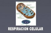 Biologia respiración celular blog
