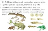 De anfibios a mamíferos