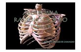 Anatomia respiratoria do torax