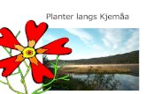 Planter Langs  Kjemaa