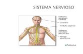 Anatomia- sistema nervioso