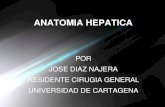 Anatomia hepatica