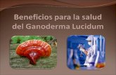 Beneficios del Ganoderma Lucidum