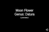 Moon flower show