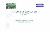 Artemisia annua en tisane ?