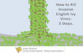 How to Kill English Ivy Vines: 3 Steps