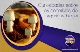 Curiosidades - Benef­cios do cogumelo Agaricus blazei