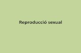 Reproducció sexual