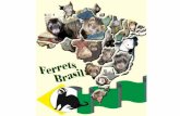 Ferrets Tropical Country