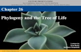 26 lecture phylogeny