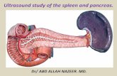 , ultrasound study of the spleen and pancreas