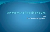 Anatomy of peritoneum