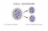 CELL DIVISION BY ; ANIL BL GATHER