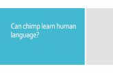 Can chimp learn human language