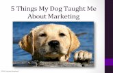 5 things my dog taught me about marketing