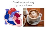 cardiac anatomy ( heart anatomy)