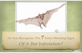 7 Signs Of Bat Infestation