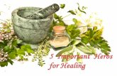 5 Important Herbs for Healing