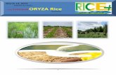 13th march,2015 daily exclusive oryza rice e newsletter by riceplus magazine