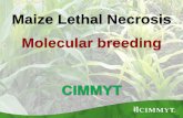 MLN Workshop: Maize lethal necrosis molecular breeding -- M Gowde