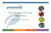 Crop Scouting for Organic Agriculture