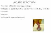 Acute scrotum