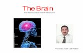Brain anatomy in concerin of diagnostic imaging