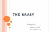 The brain   a presentation