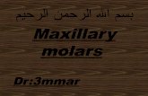 maxillary first molar