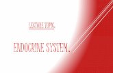 Endocrine System Anatomy
