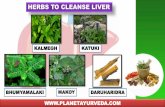 Liver - Herbs To Cleanse Liver