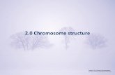 Ch2 chromosome structure