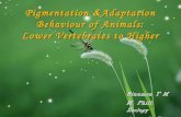 Animal adaptation and camouflage