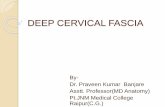Deep cervical fascia