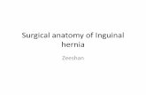 Surgical anatomy of inguinal hernia