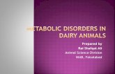 Metabolic disorders in dairy animals