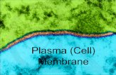 Plasma membrane notes (simple)