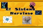 El  sistema  nervioso