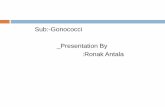 Gonococci By Ronak Antala