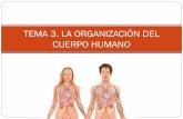 Tema 3: La organización del cuerpo humano