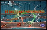 Sistema nervioso anatomia