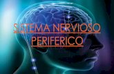 Sistema nervioso periférico :Sistema nervioso somatico