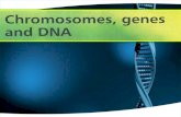 Chromosomes and genes lesson for IGCSE