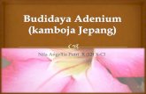Budidaya adenium/ Kamboja Jepang . PKWU