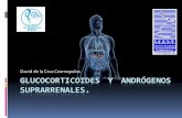 Glucocorticoides y andrógenos suprarrenales
